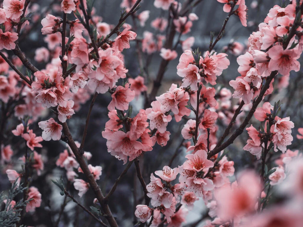 Flores de durazno en floración